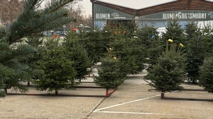 Tannenbäume stehen zum Verkauf